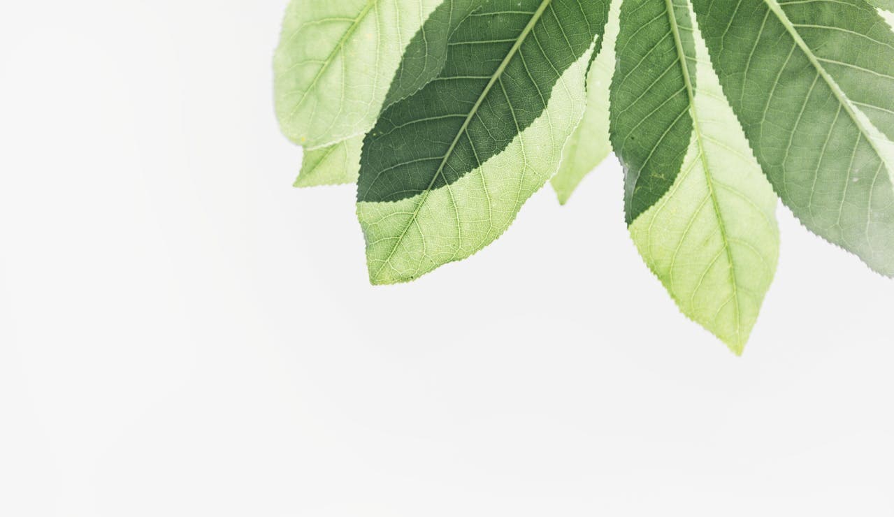 Featured image for Flipatic update 10.09.2025